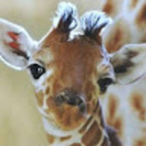 Meet your Posher, Eron